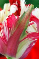 Tulipa 'Estella Rijnveld' - Tulip, Parrot Group