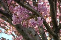 prunus serrulata, 'Kanzan' in blossom 