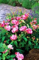 Rosa gallica 'Camaieux'