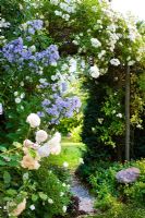 Rosa 'Buff Beauty' and Campanula lactiflora. Rosa 'Aglaia' on  pergola