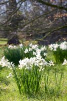 Narcissus 'Jenny' naturalised in grass