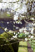 Prunus intersitia - Damson tree -  Wretham Lodge, NGS Norfolk