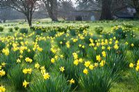 Narcissus obvallaris - Tenby Daffodil naturalised in grass - Wretham Lodge, NGS Norfolk