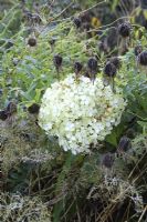 Hydrangea 'Annabelle' and Boltonia asteroides seedheads, October