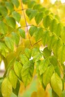 Gymnocladus dioica - Kentucky Coffee Tree