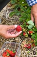 Man picking Strawberry 'Polka'. Ripening Strawberries mulched with straw