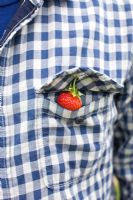 Man picking Strawberry 'Polka', with Strawberry in pocket