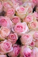 Bunches of pink Roses