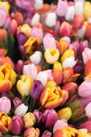 Bunches of mixed Tulips