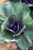 Brassica - Cabbage 'Red Express' mulched with straw