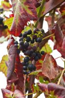 Vitis vinifera - Grape 'Queen of Esther'