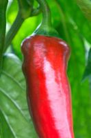 Capsicum - Pepper 'Diablo'
