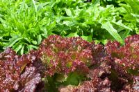 Lactuca - Lettuce 'Lollo Rosso' and 'Barba dei Frati'