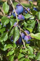 Prunus domestica 'Laxton's Cropper' - Plum