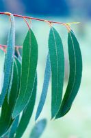 Eucalyptus perriniana - Spinning Gum

