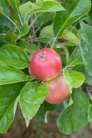 Malus domestica - Apple 'Beauty of Bath'
