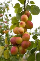 Prunus domestica - Plum 'Avalon'