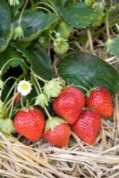 Fragaria vesca - Strawberry 'Mara des Bois'