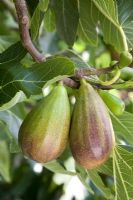 Ficus carica - Fig 'Brunswick'