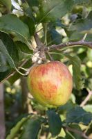 Malus domestica - Apple 'Flower of Kent'