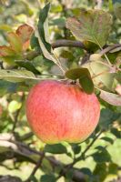 Malus domestica - Apple 'Howgate Wonder'