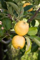 Malus domestica - Apple 'Pitmaston Pineapple'