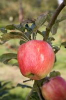 Malus domestica - Apple 'Bardsey'
