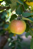 Malus domestica - Apple 'Blenheim Orange'