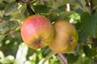 Malus domestica - Apple 'D'arcy Spice'