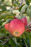 Malus domestica - Apple 'Jonagold'