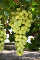 Vitis vinifera - Grape 'Muscat of Alexandria'