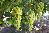 Vitis vinifera - Grape 'Muscat of Alexandria'
