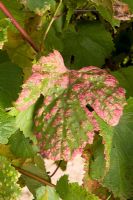 Grape Leaf Blister Mite