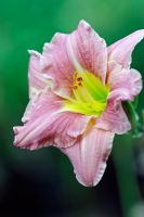 Hemerocallis 'Romantic Rose'