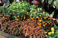 Citrofortunella - Calamondin Oranges with Amaranthus 'Thriller'