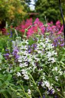 herb garden, salvia pratensis  and centranthus ruber, in background, Stachys byzantina - Lambs Ears