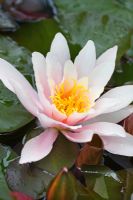Waterlily in pond