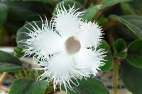 Episcia dianthiflora  Lace flower 