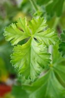 Pelargonium 'Angeleyes Orange' syn. 'Paccrio' (Angeleyes Series) - Angel Pelargonium, close up of single leaf, grown indoors as a pot plant 
