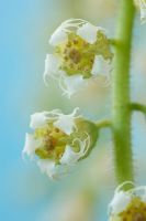 Mitella diphylla  - Mitrewort  