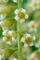 Mitella diphylla - Mitrewort