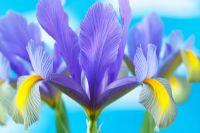 Iris 'Sapphire Beauty' Dutch iris - May