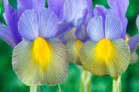 Iris  'Sapphire Beauty' Dutch iris  - May