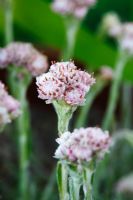 Antennaria dioica  'Nyewoods Variety'  Cat's ears  