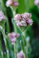 Antennaria dioica  'Nyewoods Variety'  Cat's ears  May