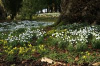 Galanthus 'S. Arnott' - Sunlit Snowdrops and winter aconites in woodland garden 
