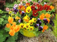 Mixed pansies, Viola x wittrockiana growing in a yellow glazed pot                                       