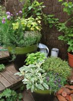 Mixed culinary herbs growing in two matching green glazed pots stood on wooden steps. 