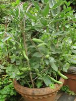 Dwarf broad bean 'The Sutton' growing in a frost proof terracotta pot and supported with a dome of hazel prunings 