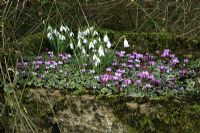 Snowdrops with Cyclamen coum growing in a mossy stone trough 